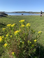 Euphorbia palustris