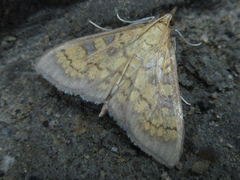 Uresiphita gracilis
