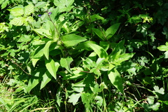 Hieracium brevifolium