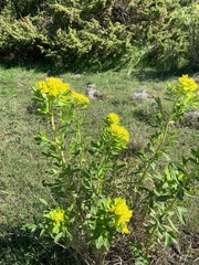 Euphorbia palustris