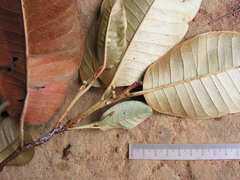 Chrysophyllum splendens