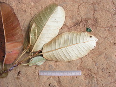 Chrysophyllum splendens
