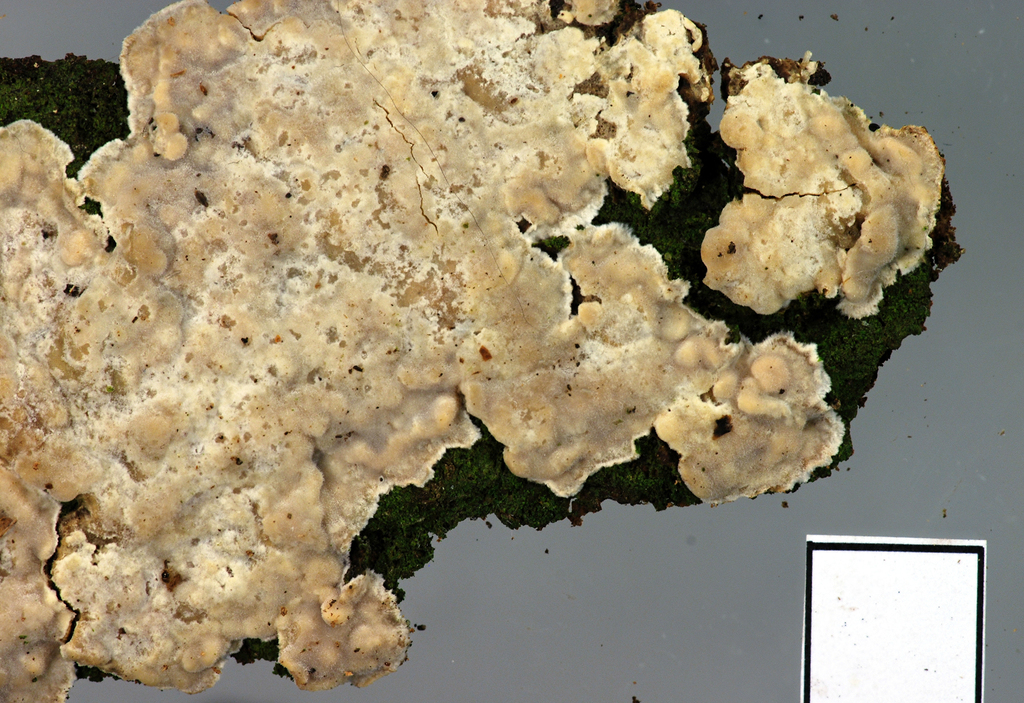Lopharia