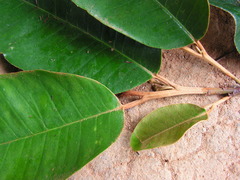 Chrysophyllum splendens