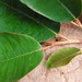 Chrysophyllum splendens - Photo (c) Tarciso Leão, algunos derechos reservados (CC BY-NC), subido por Tarciso Leão