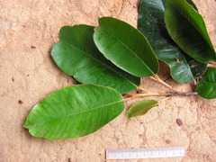 Chrysophyllum splendens