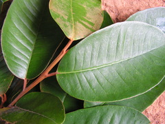 Chrysophyllum splendens