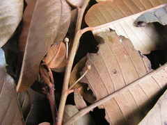 Chrysophyllum splendens