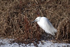 Egretta garzetta