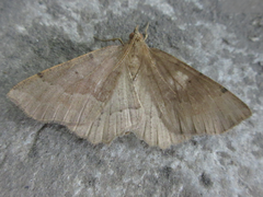 Xerodes rufescentaria