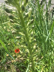 Himantoglossum hircinum