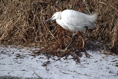 Egretta garzetta