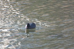 Fulica atra
