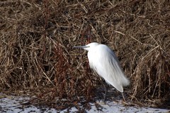 Egretta garzetta