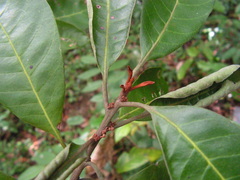 Manilkara salzmannii