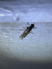 Haematopotini