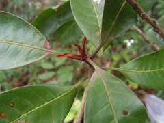 Manilkara salzmannii
