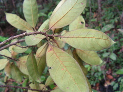 Manilkara salzmannii