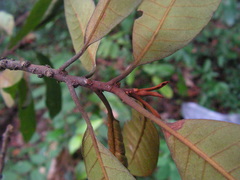 Manilkara salzmannii