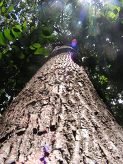 Manilkara salzmannii