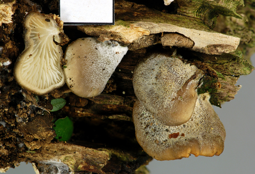 Hohenbuehelia brunnea image