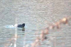 Fulica atra