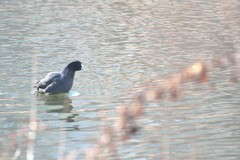 Fulica atra
