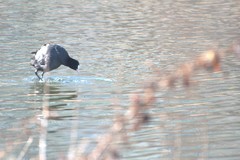 Fulica atra