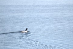 Mergus merganser