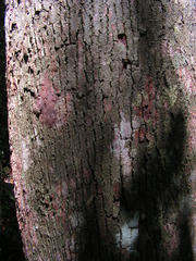 Manilkara salzmannii