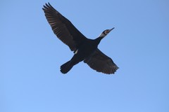 Phalacrocorax capillatus