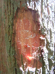 Manilkara salzmannii