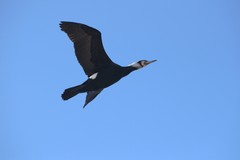 Phalacrocorax capillatus