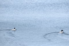 Mergus merganser