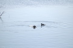 Mergus merganser