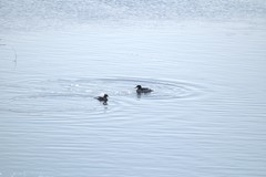 Mergus merganser