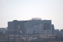 Phalacrocorax carbo
