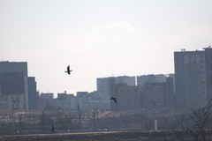 Phalacrocorax carbo