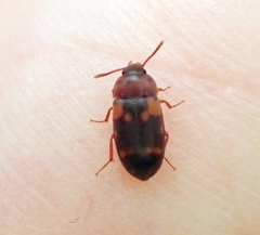 Mycetophagus
