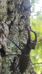 Lucanus cervus