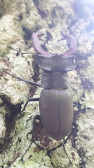Lucanus cervus