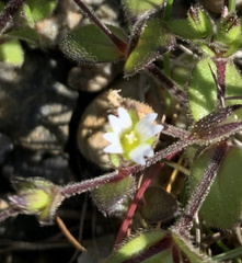 Cerastium diffusum