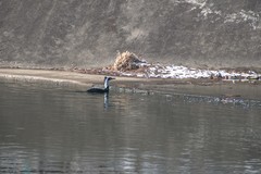 Phalacrocorax capillatus