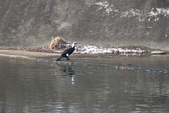 Phalacrocorax capillatus