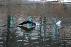 Phalacrocorax capillatus