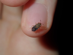 Germalus victoriae