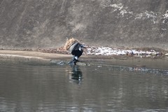 Phalacrocorax capillatus