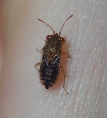 Germalus victoriae