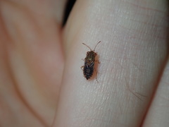 Germalus victoriae
