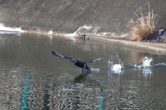 Phalacrocorax capillatus